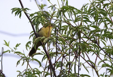 Hooded Oriole - Lena Hayashi