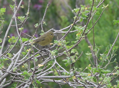 Orange-crowned Warbler - Lena Hayashi