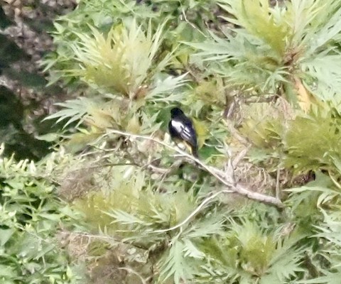 Black-backed Oriole - eBird