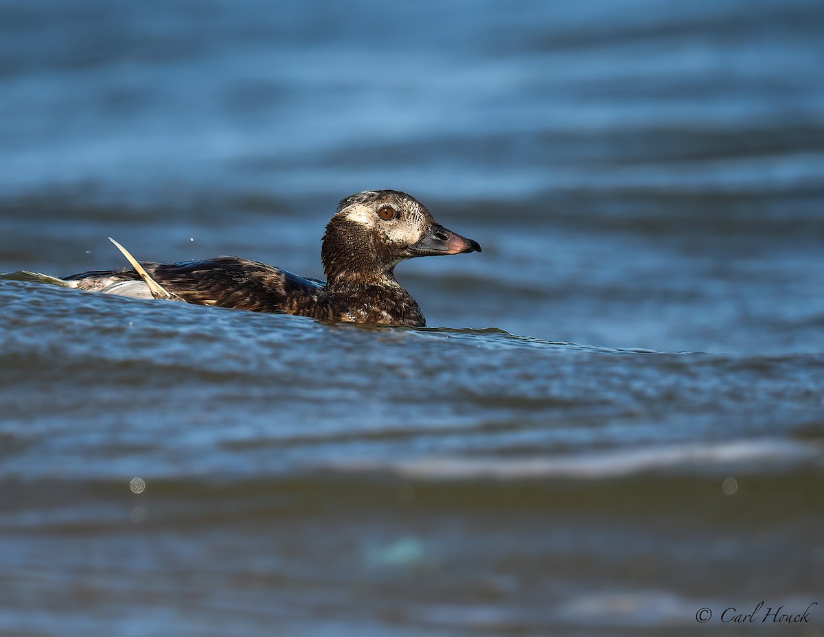 Long-tailed Duck - ML608358378
