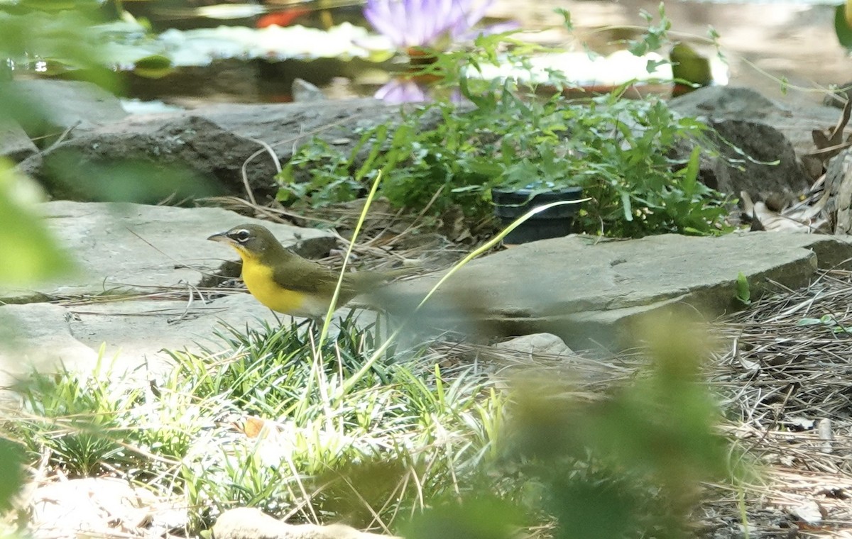 Yellow-breasted Chat - ML608358672