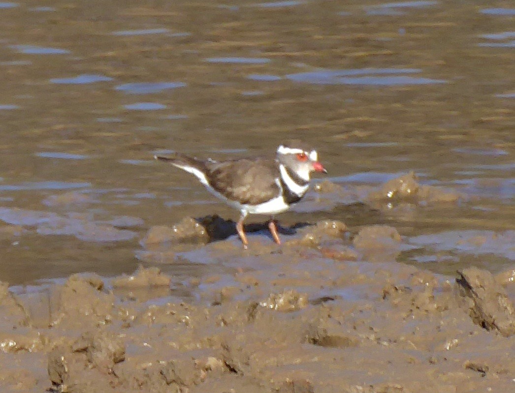 Three-banded Plover - ML608358764