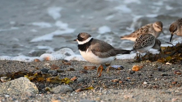 Semipalmated Plover - ML608358771