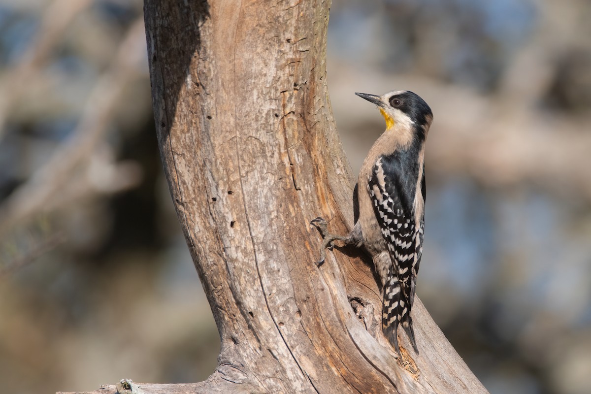 White-fronted Woodpecker - ML608358993