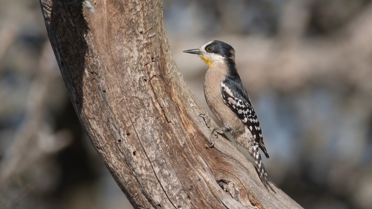 White-fronted Woodpecker - ML608358994