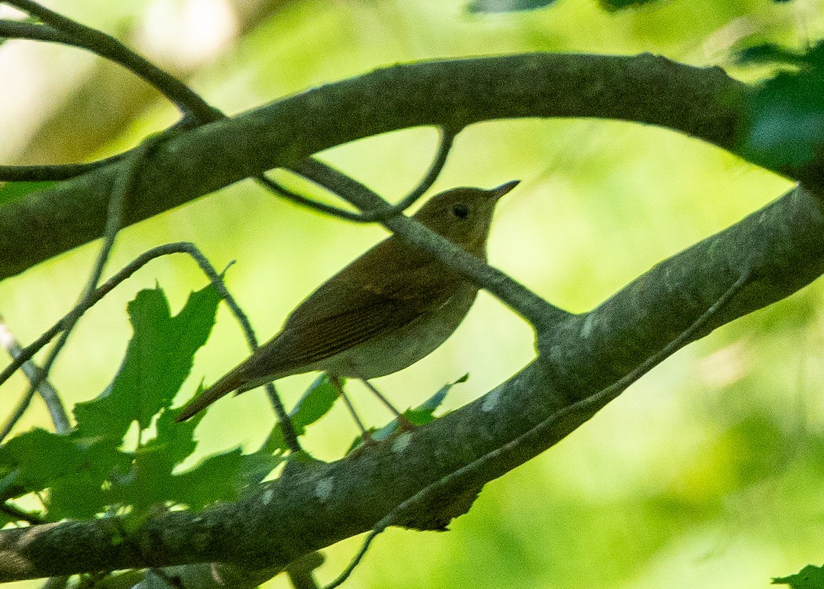 eBird Checklist 1 Sep 2023 Heckscher SP, East Islip 11 species