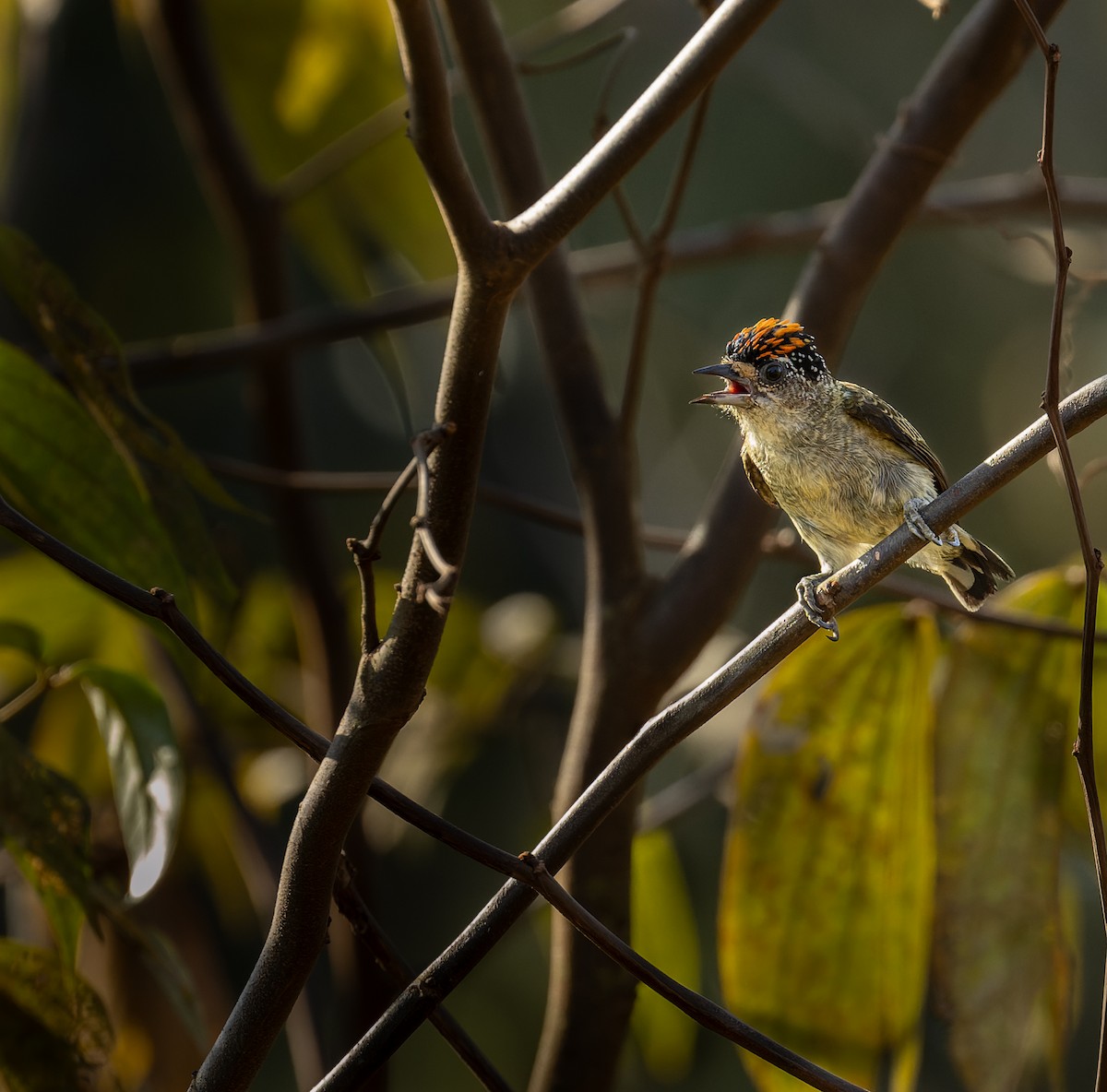 Fine-barred Piculet - ML608359310