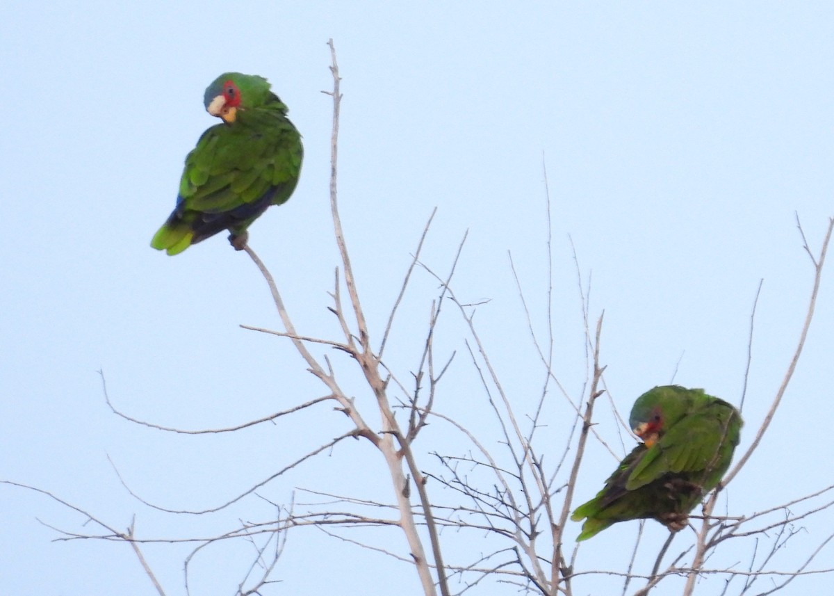 White-fronted Parrot - ML608360012