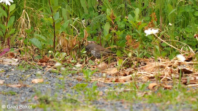 Fox Sparrow (Sooty) - ML608360065