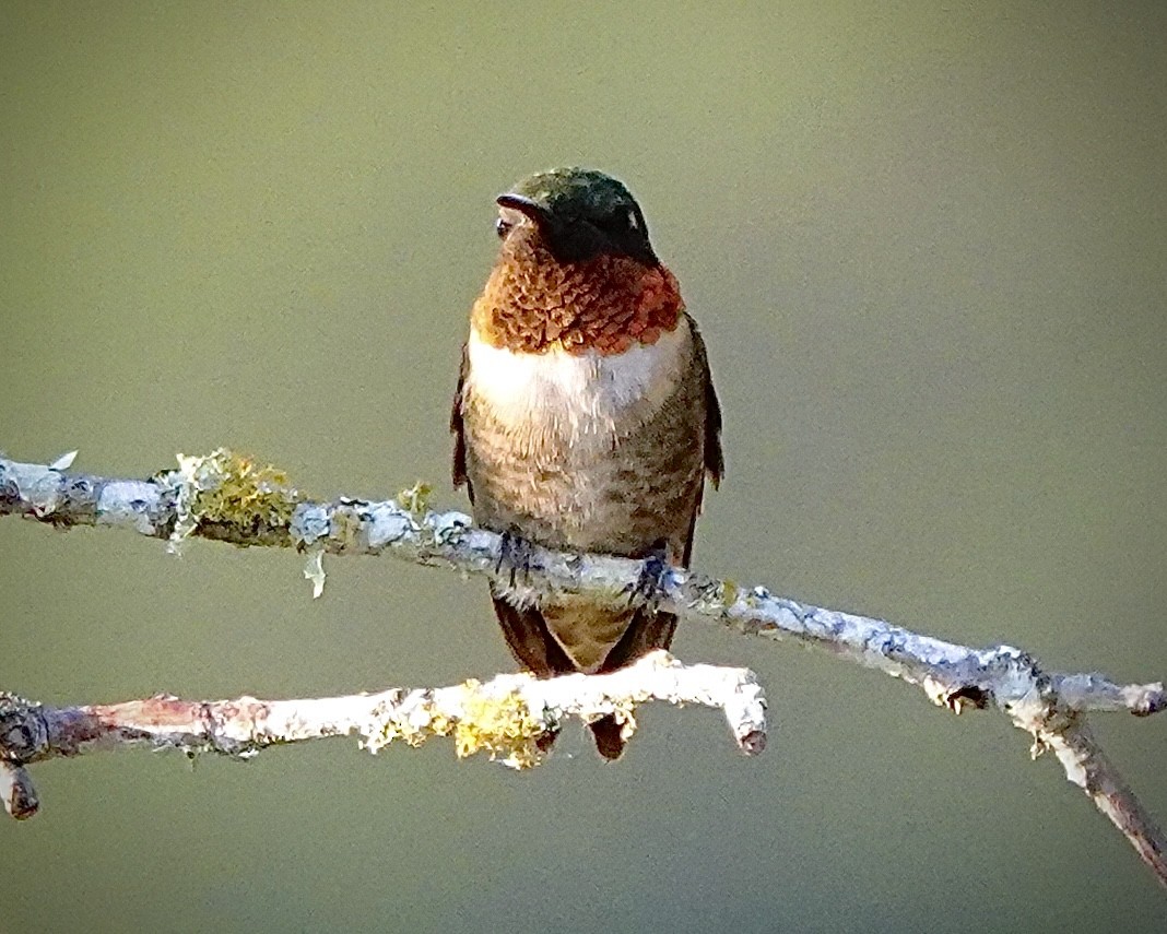 Ruby-throated Hummingbird - ML608360933