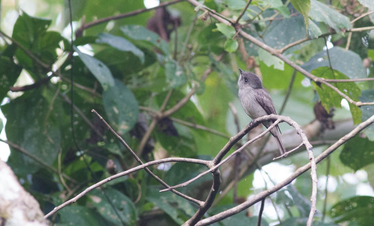 Southern Tropical Pewee - ML60836111