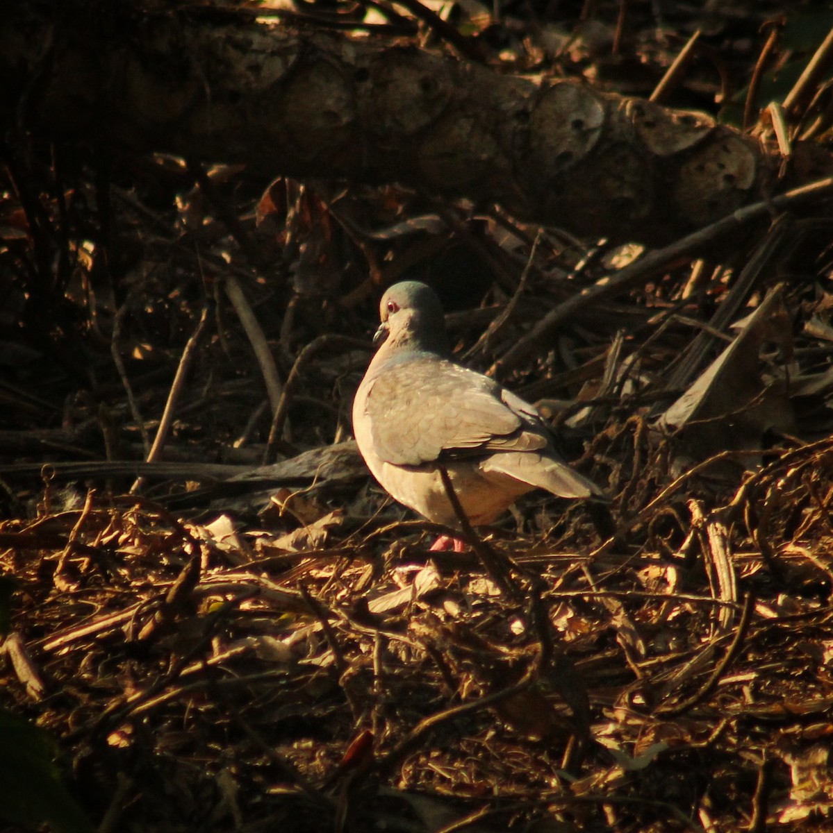 White-tipped Dove (brasiliensis Group) - ML608361406