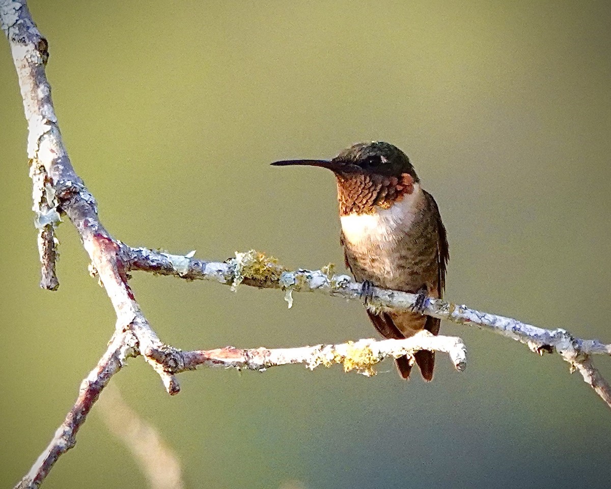Ruby-throated Hummingbird - ML608361444
