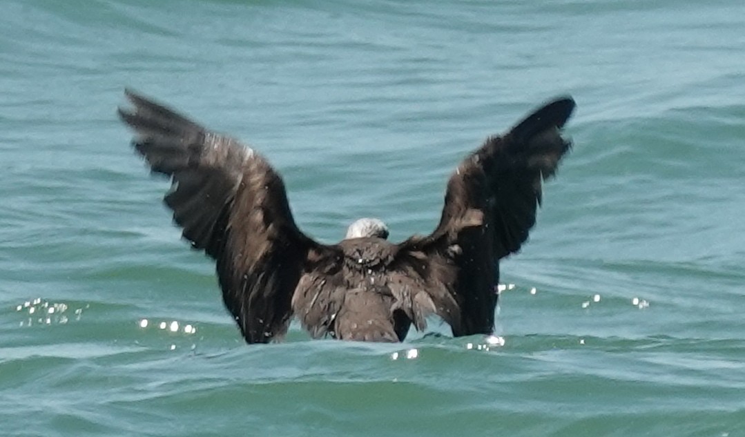 eBird Checklist 1 Sep 2023 Egmont Channel (Hillsborough County) 1