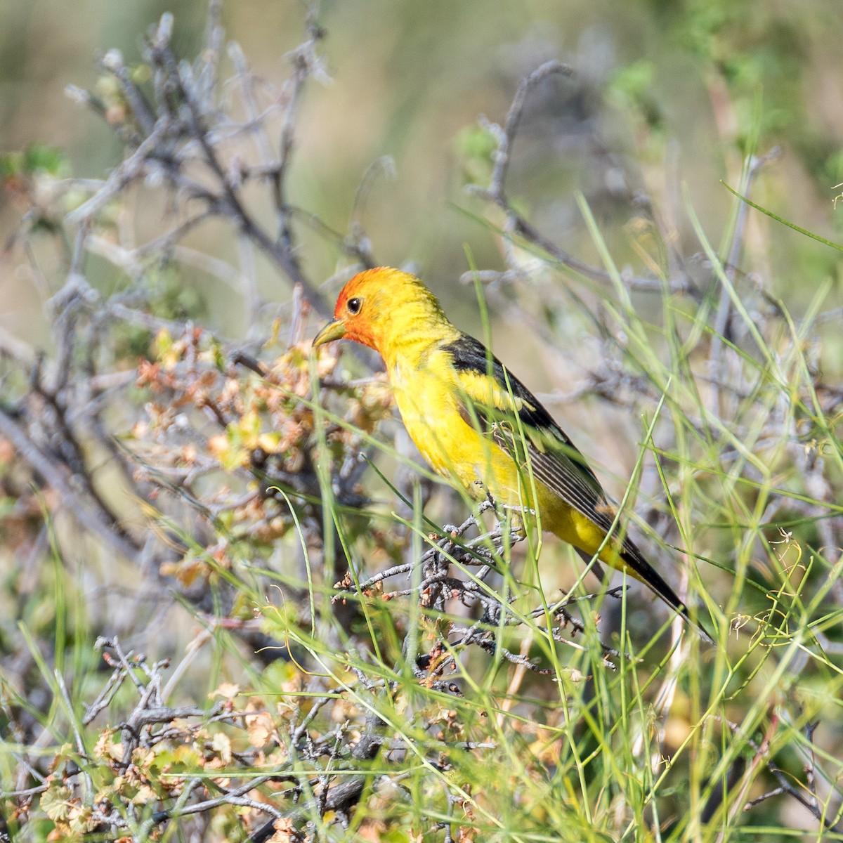Western Tanager - ML608363035