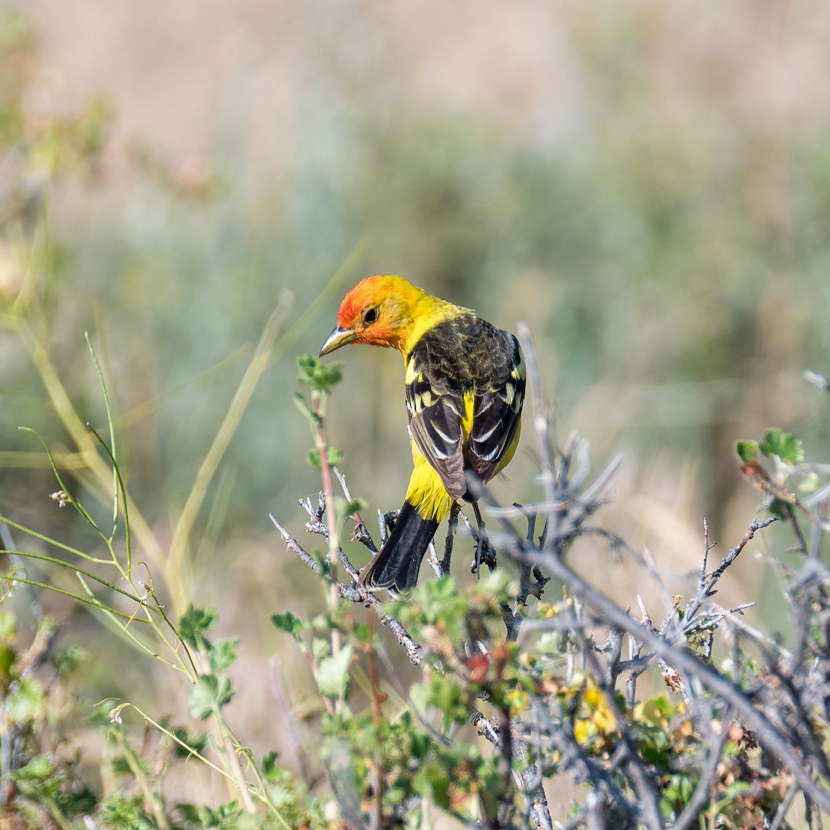 Western Tanager - ML608363036