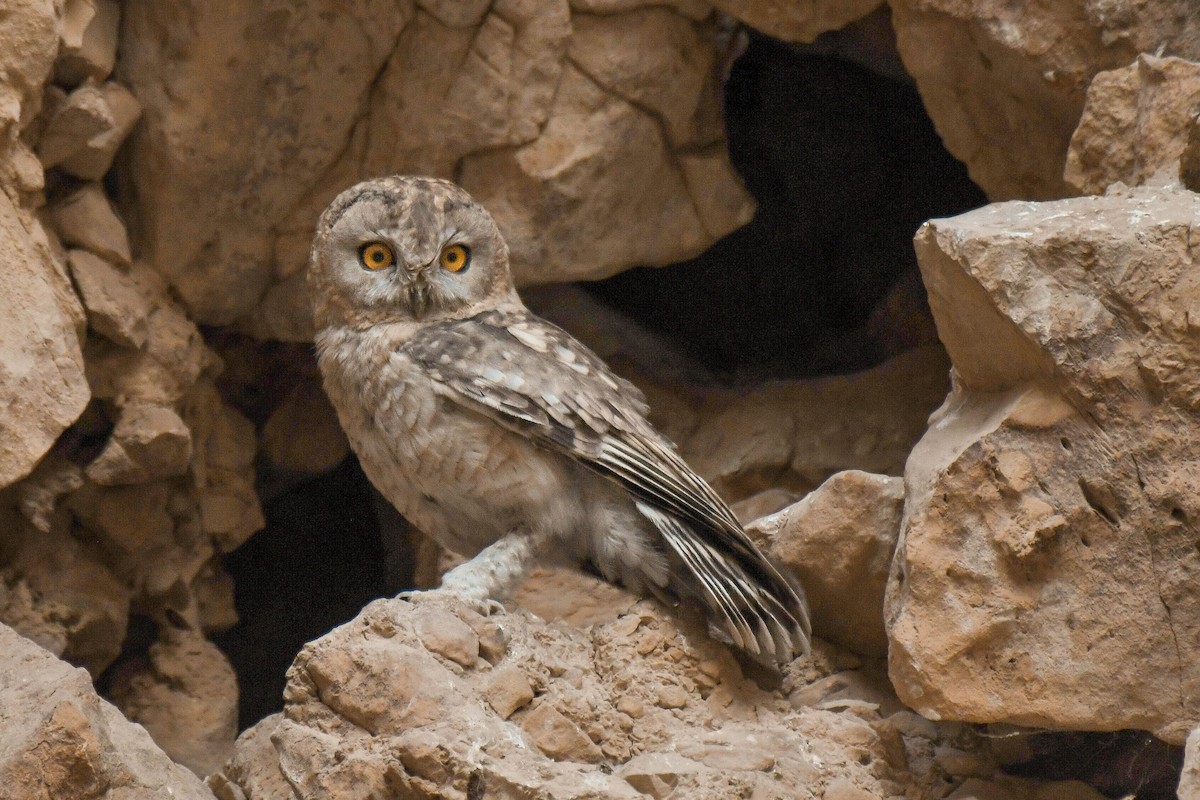 Desert Owl - ML608363160
