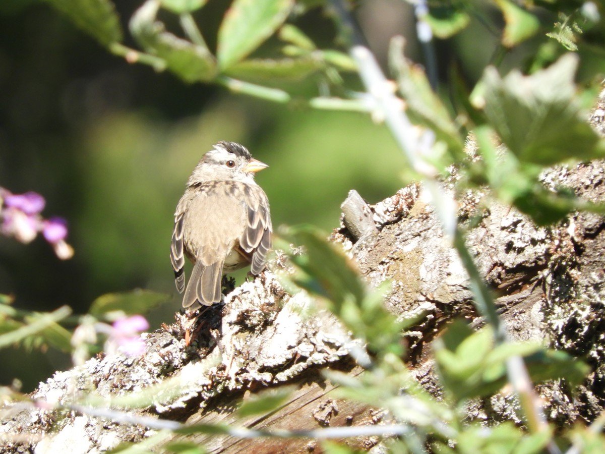 White-crowned Sparrow - ML608363654