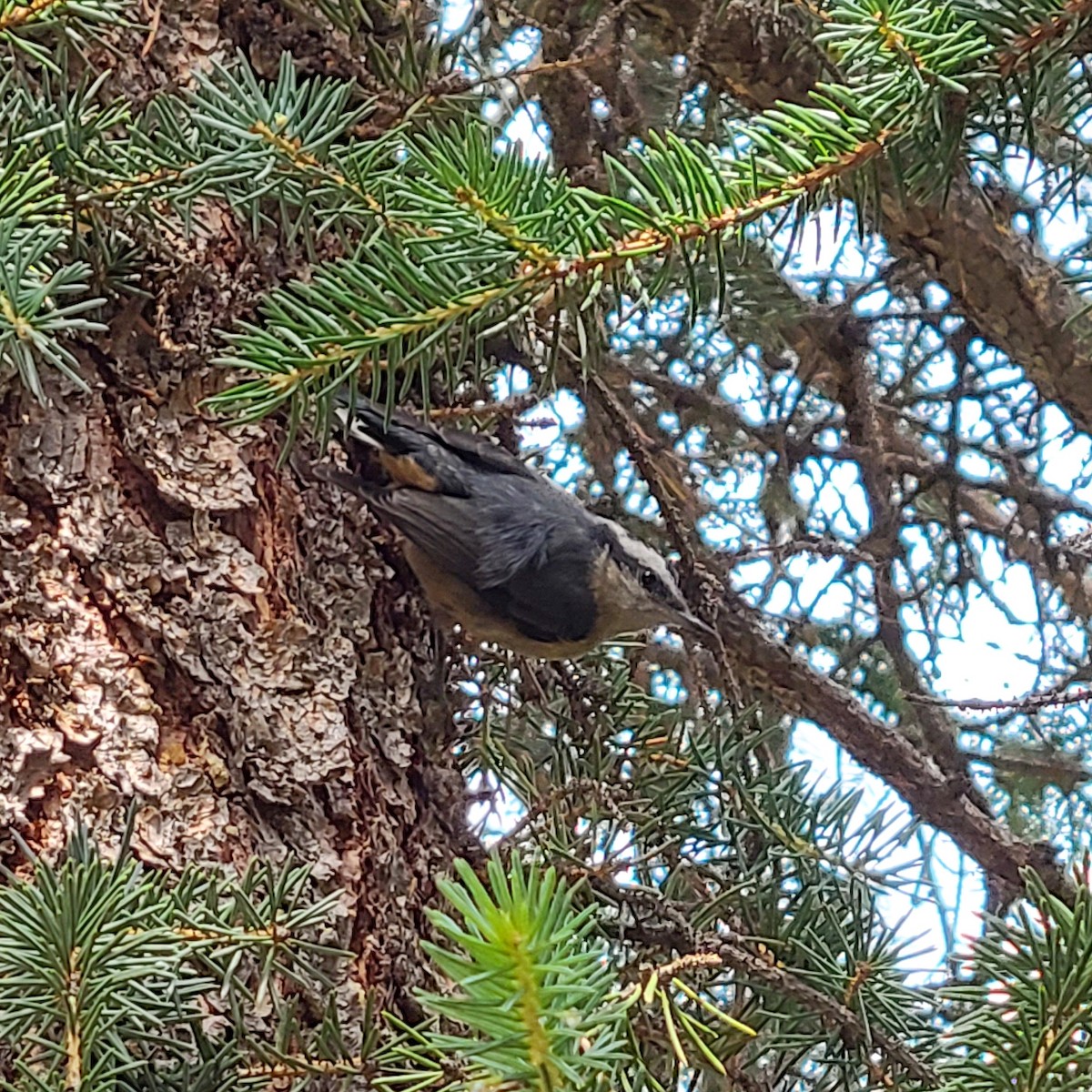 Red-breasted Nuthatch - ML608363687