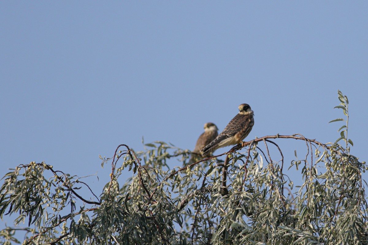 Red-footed Falcon - ML608363923