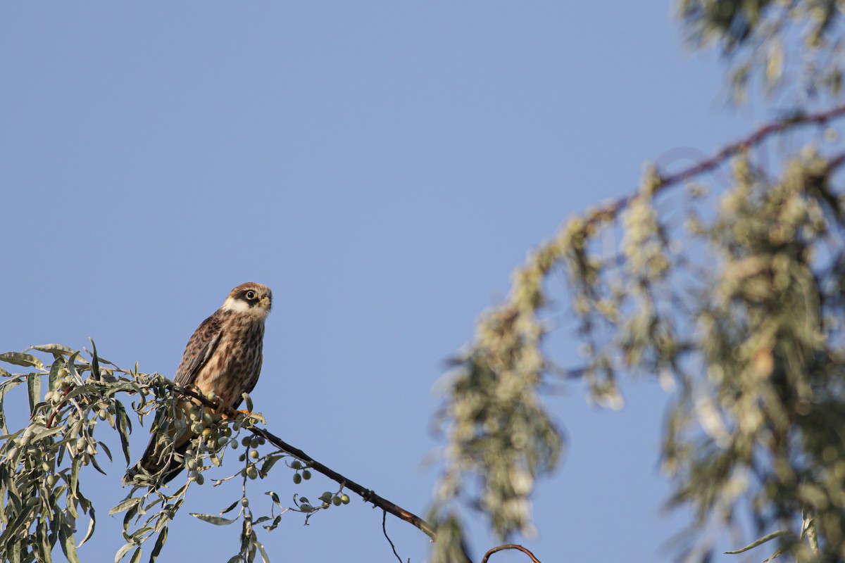 Red-footed Falcon - ML608363924