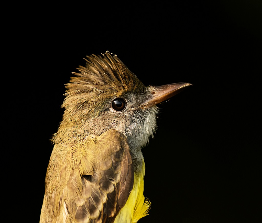 Great Crested Flycatcher - ML608364490