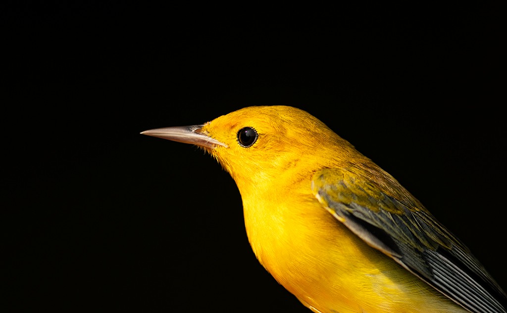Prothonotary Warbler - ML608364513