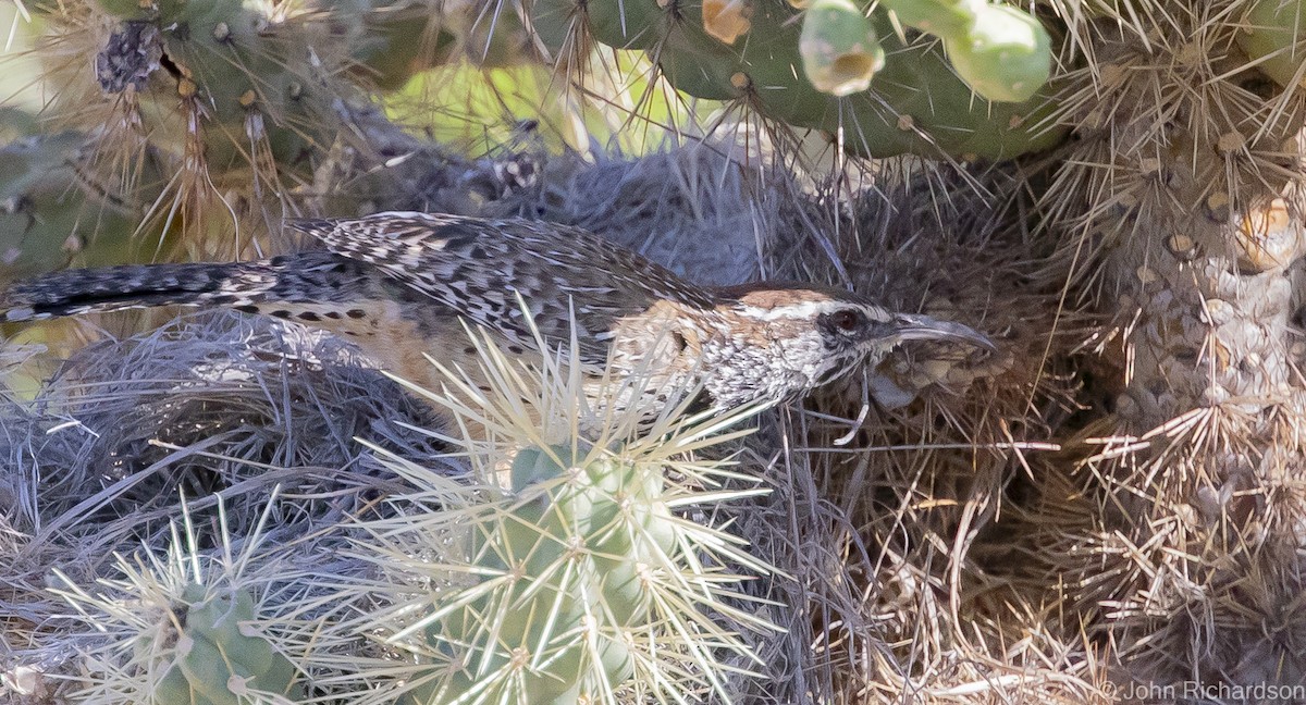 Cactus Wren - ML608364762