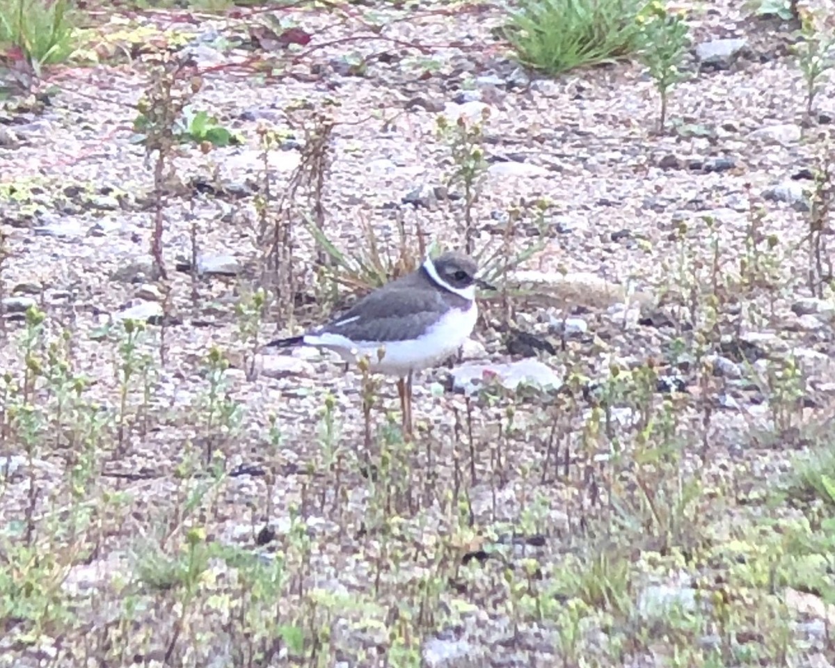 Semipalmated Plover - ML608364814