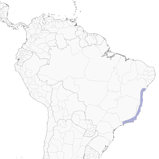 Distribution of the White-bellied Tanager - Range Map