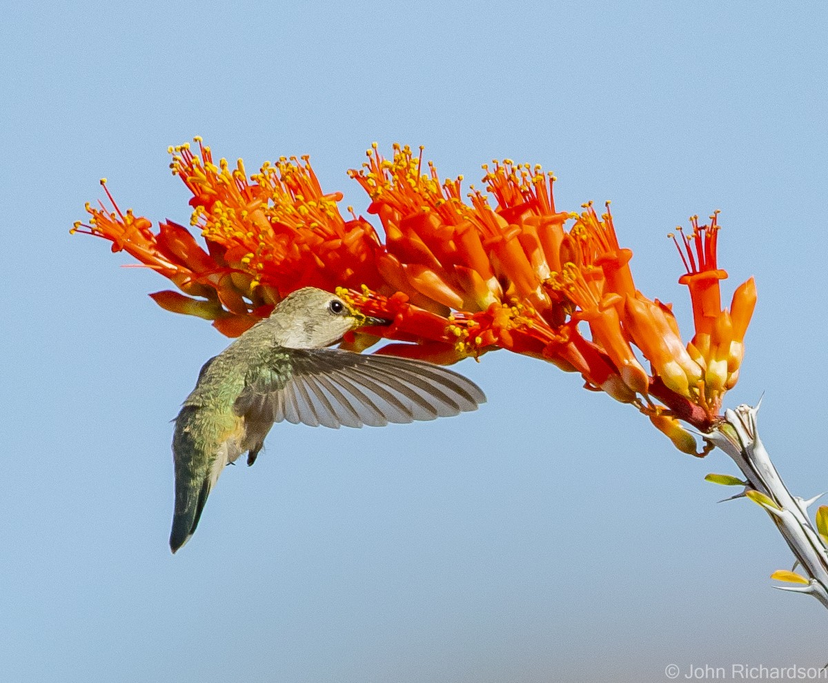 Costa's Hummingbird - ML608364912