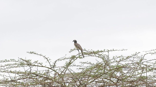 African Gray Hornbill - ML608365011