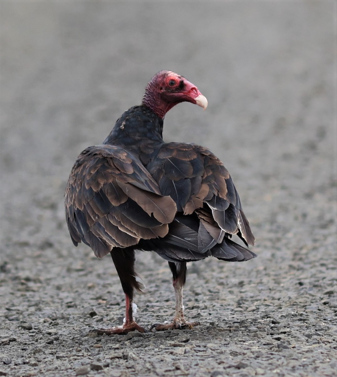 Turkey Vulture - ML608365170