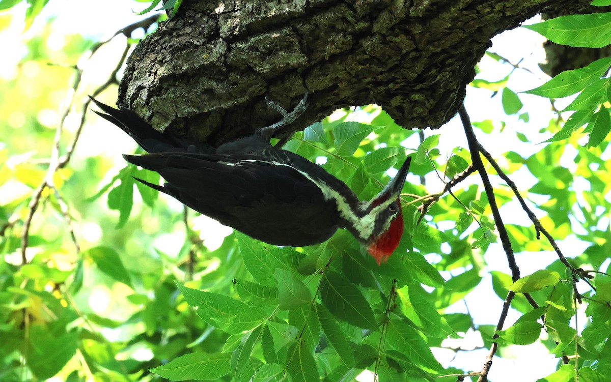 Pileated Woodpecker - ML608365625