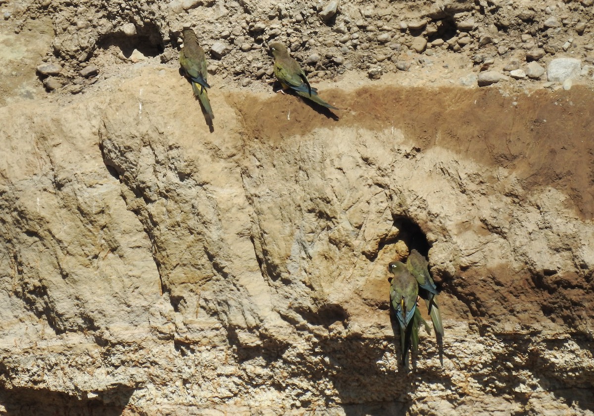 Burrowing Parakeet (Chilean) - ML608366380