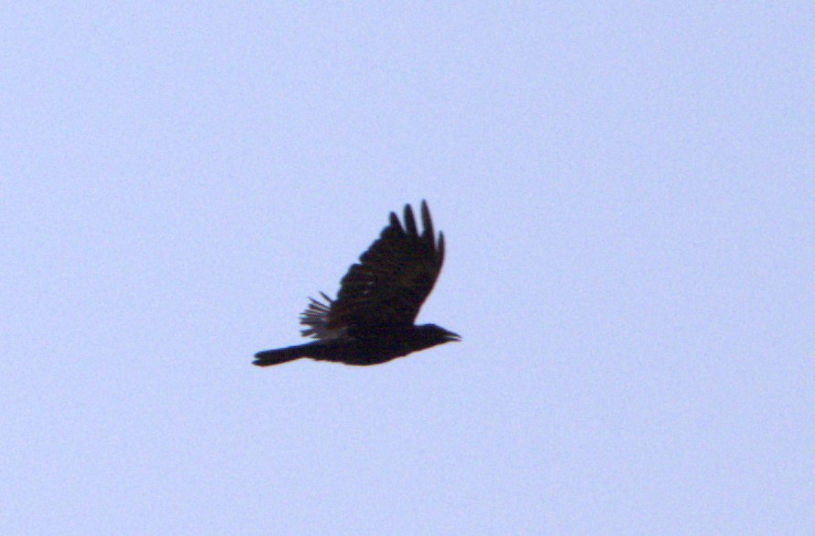American Crow - ML608366513