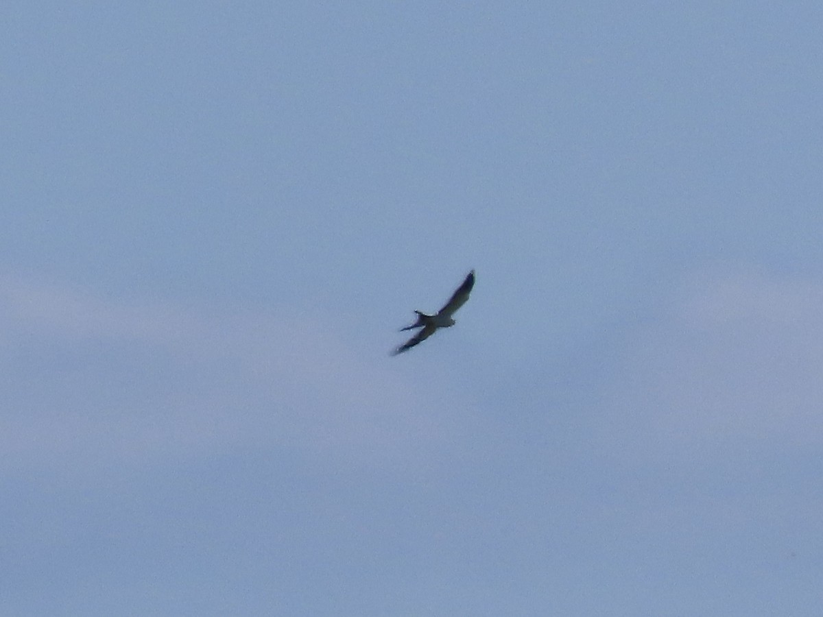 Swallow-tailed Kite - ML608366732