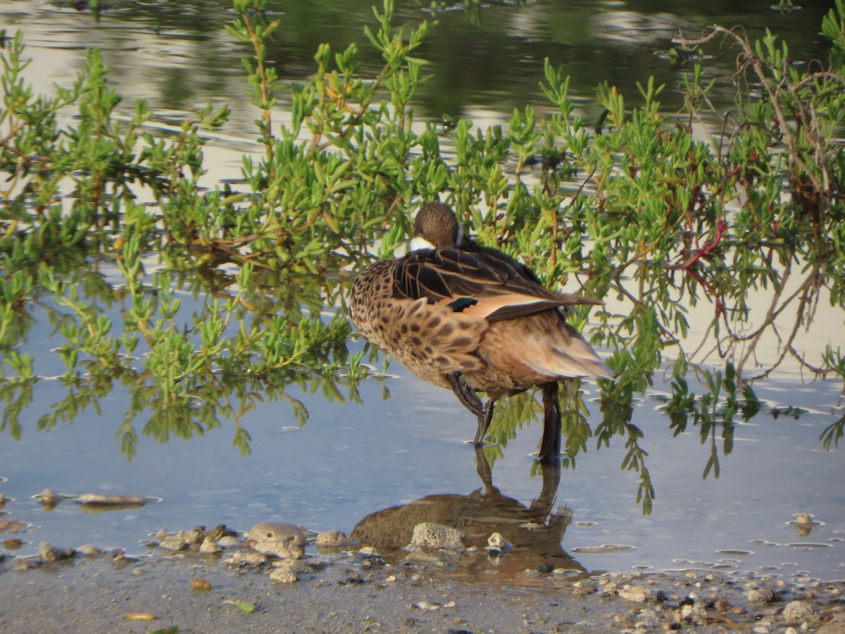 EBird Checklist 24 Aug 2023 Aruba Salina 47 Species 1 Other Taxa