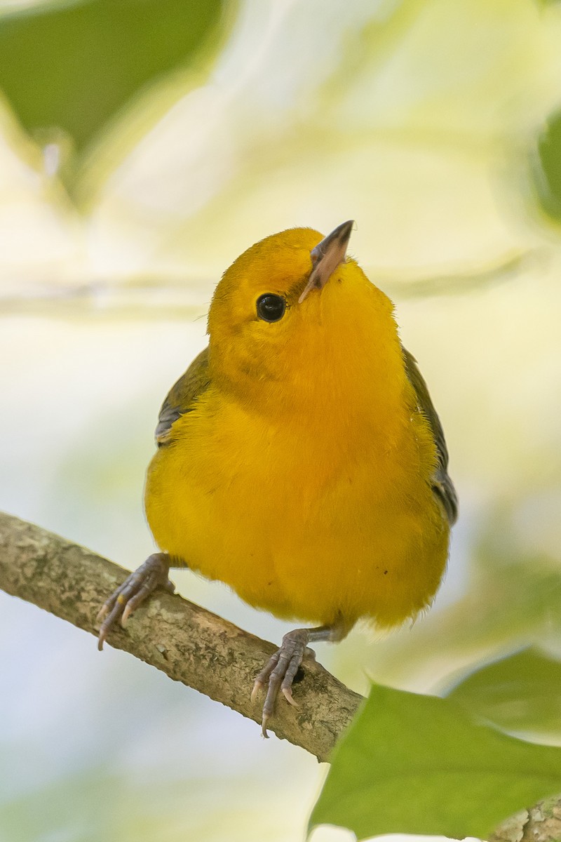 Prothonotary Warbler - ML608367177
