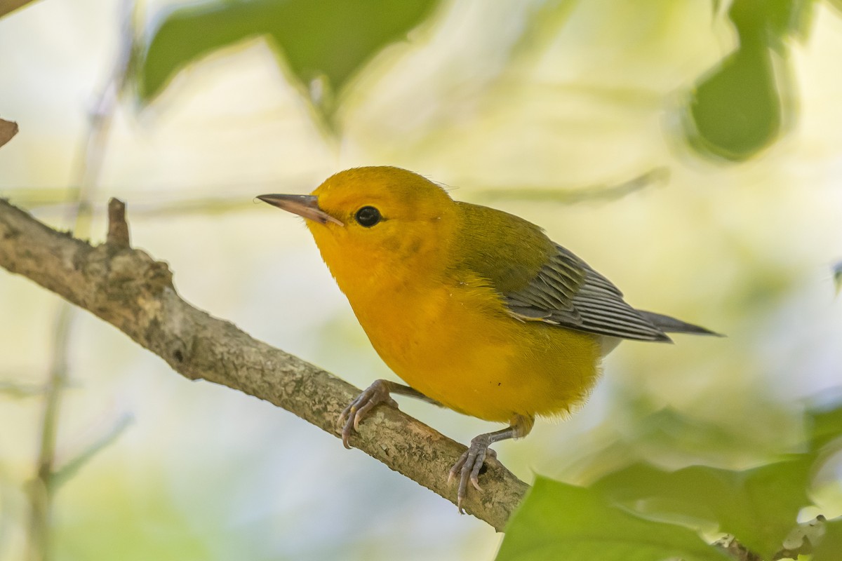 Prothonotary Warbler - ML608367186
