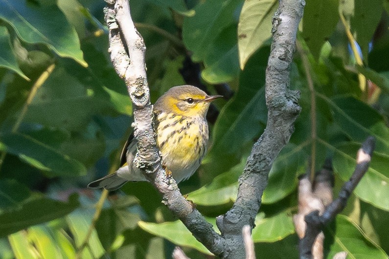 Cape May Warbler - ML608367189
