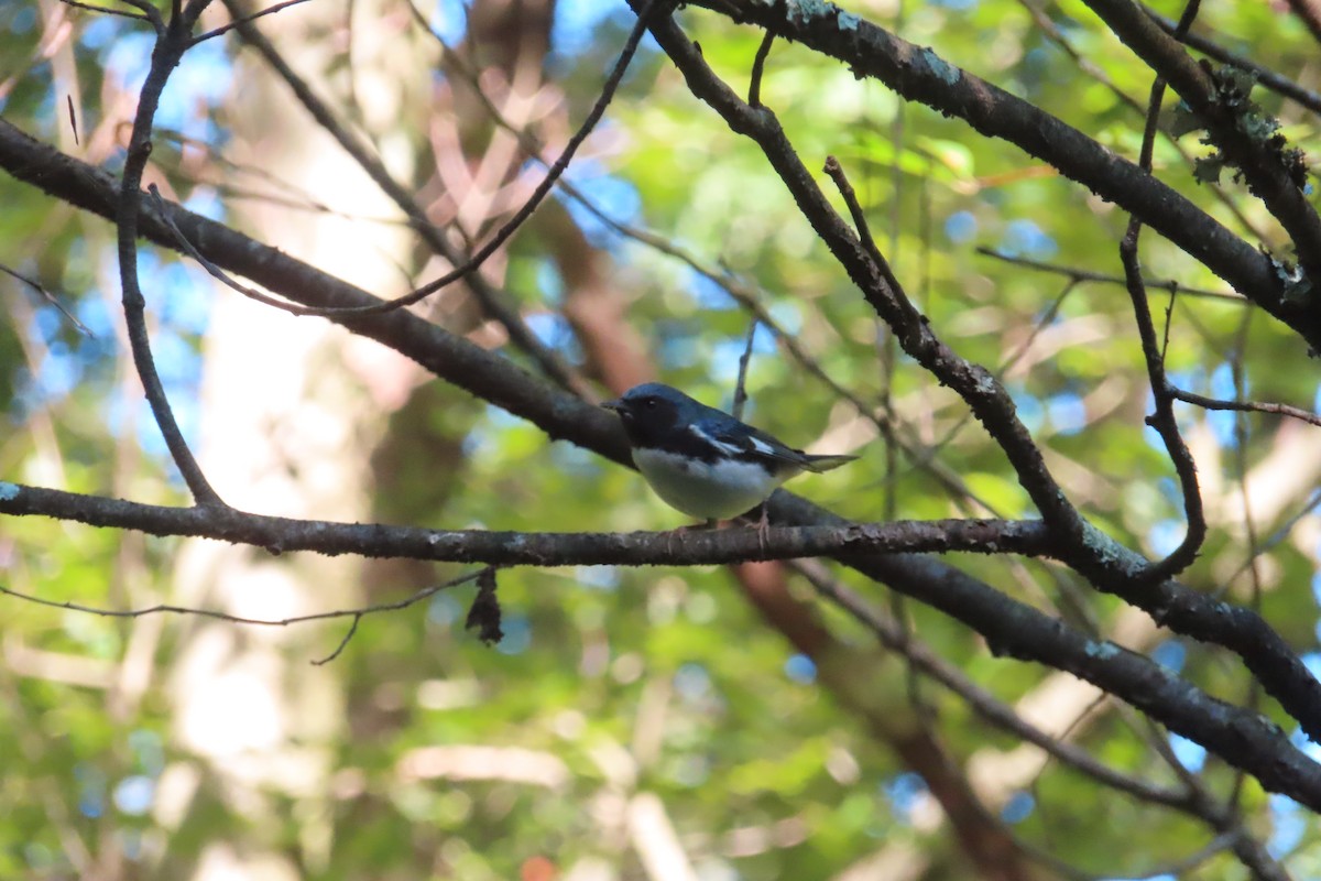 Black-throated Blue Warbler - ML608367603
