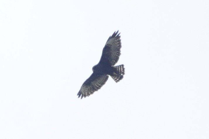 Short-tailed Hawk - ML608368262