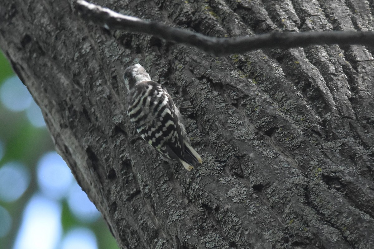 Japanese Pygmy Woodpecker - ML608368691