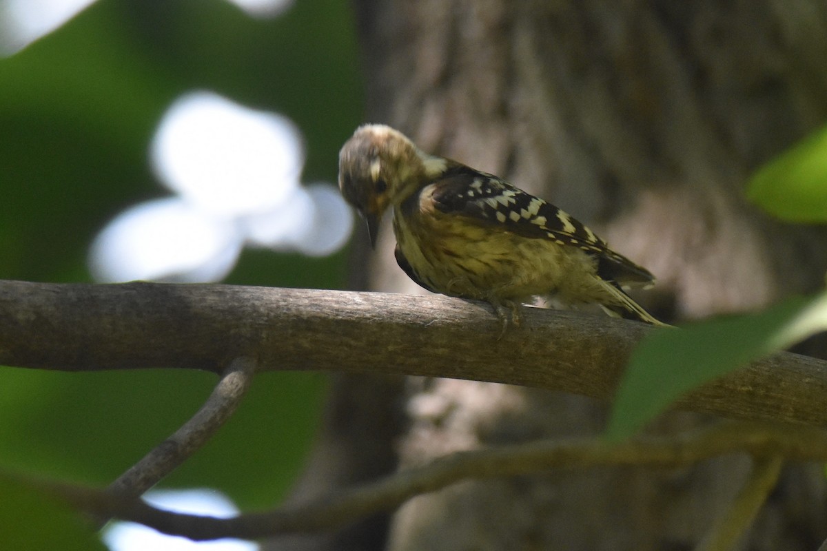 Japanese Pygmy Woodpecker - ML608368703