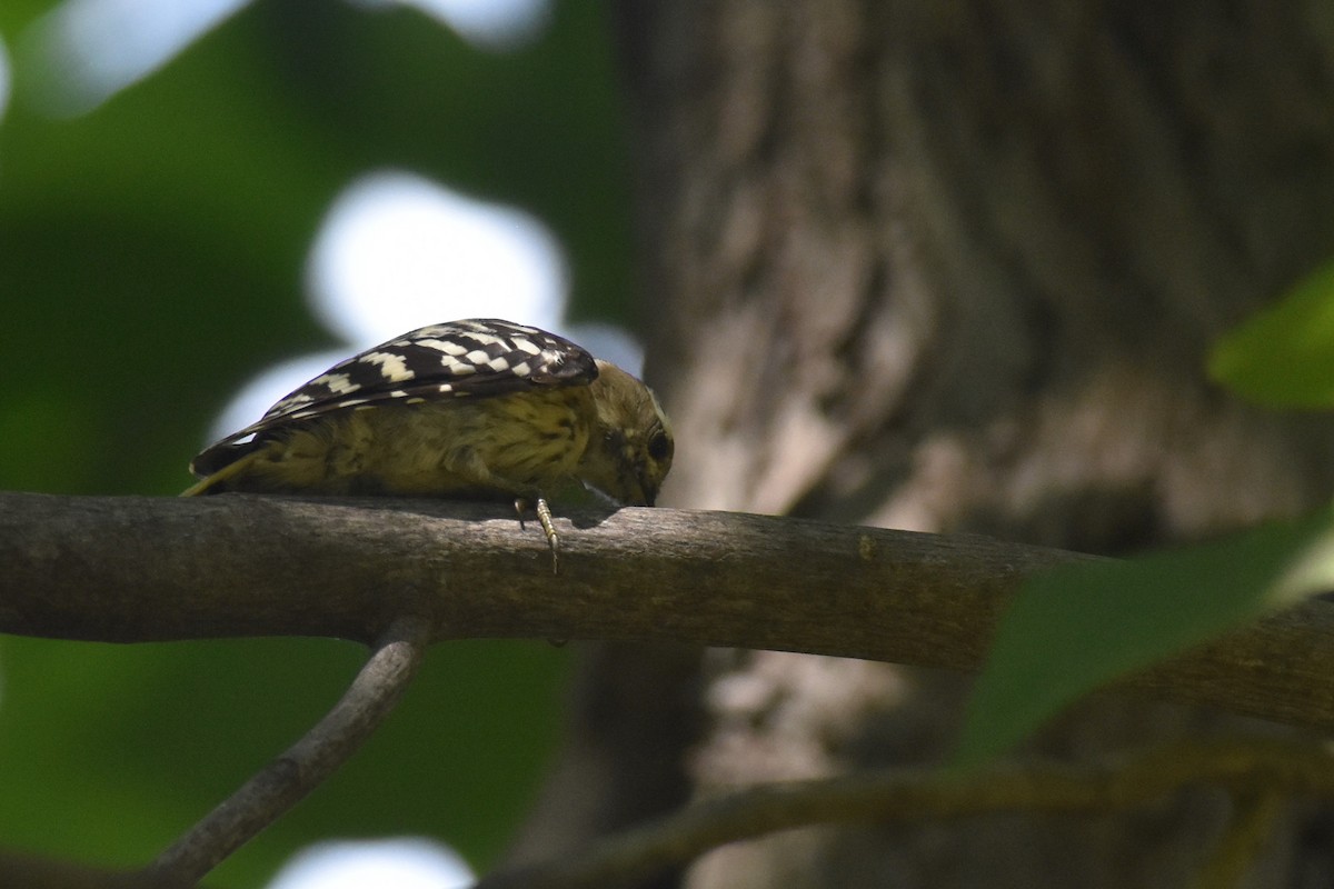 Japanese Pygmy Woodpecker - ML608368713