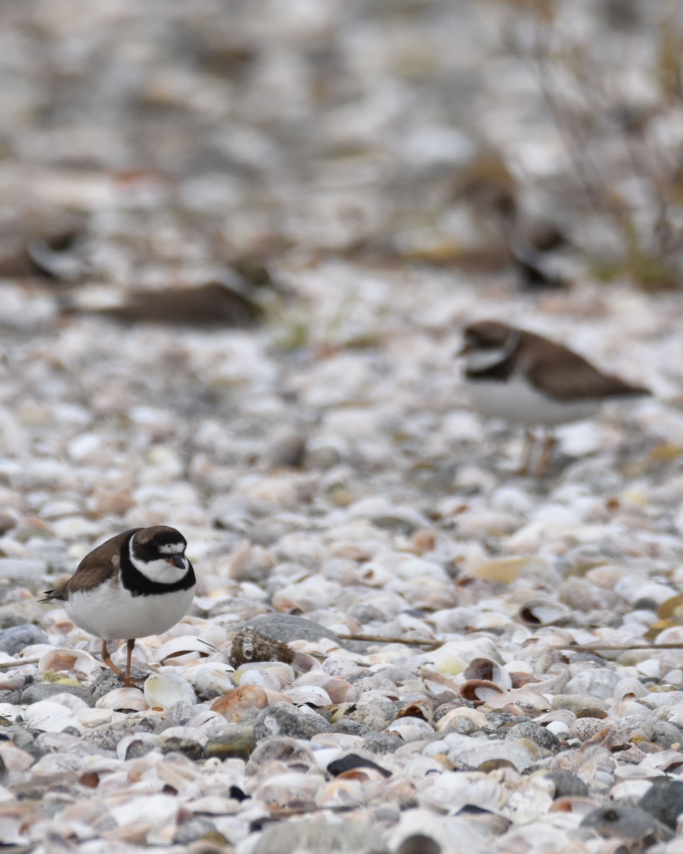 Semipalmated Plover - ML608369165