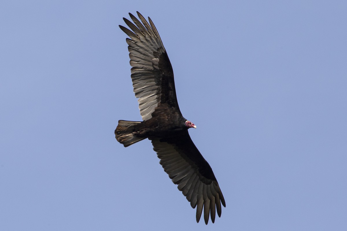 Turkey Vulture - ML608369252