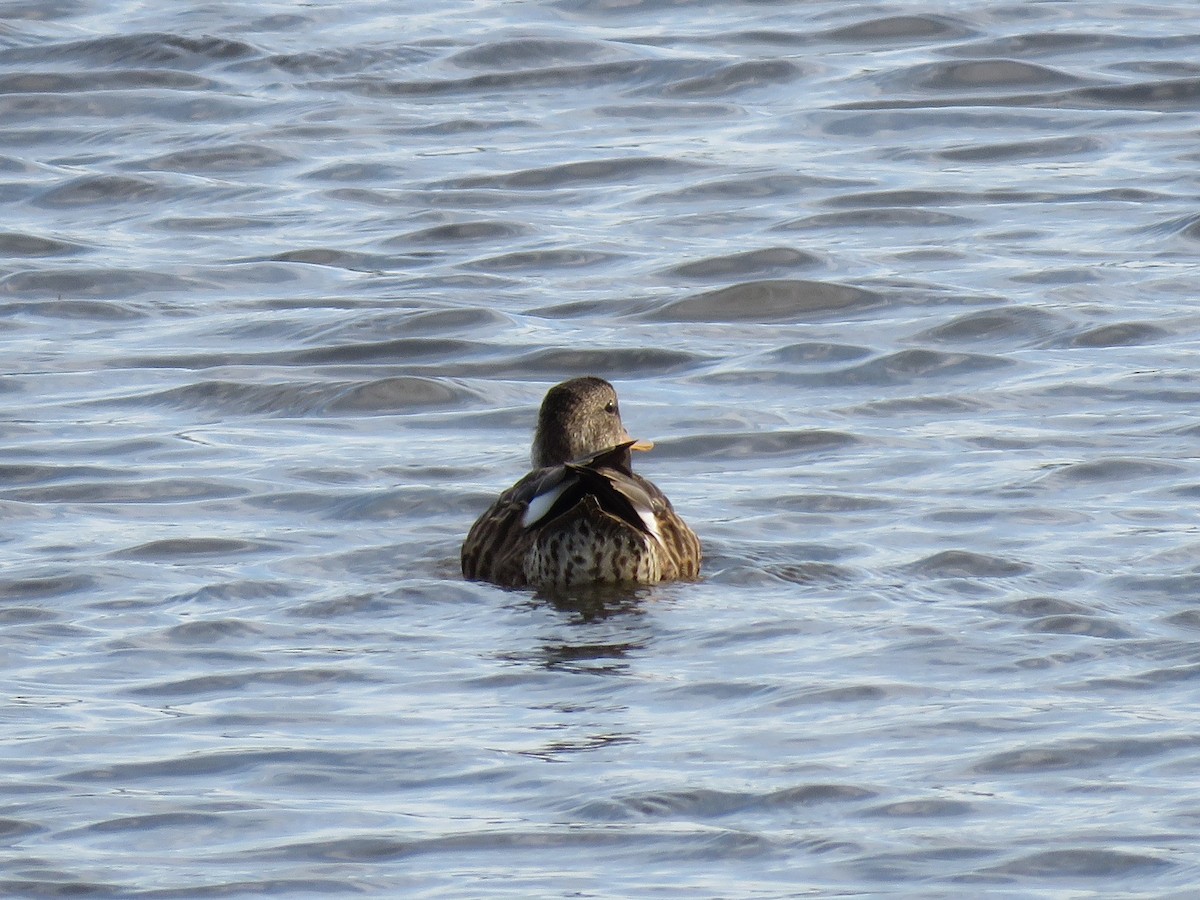 Green-winged Teal - ML608369531