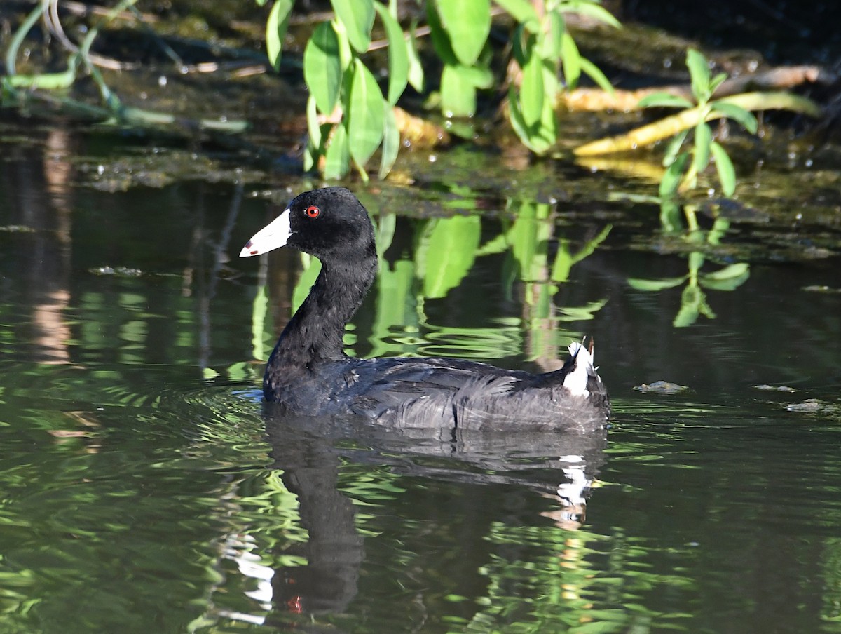 American Coot (Red-shielded) - ML608369736